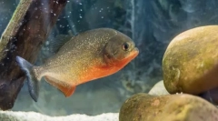 Piranha obyčejný